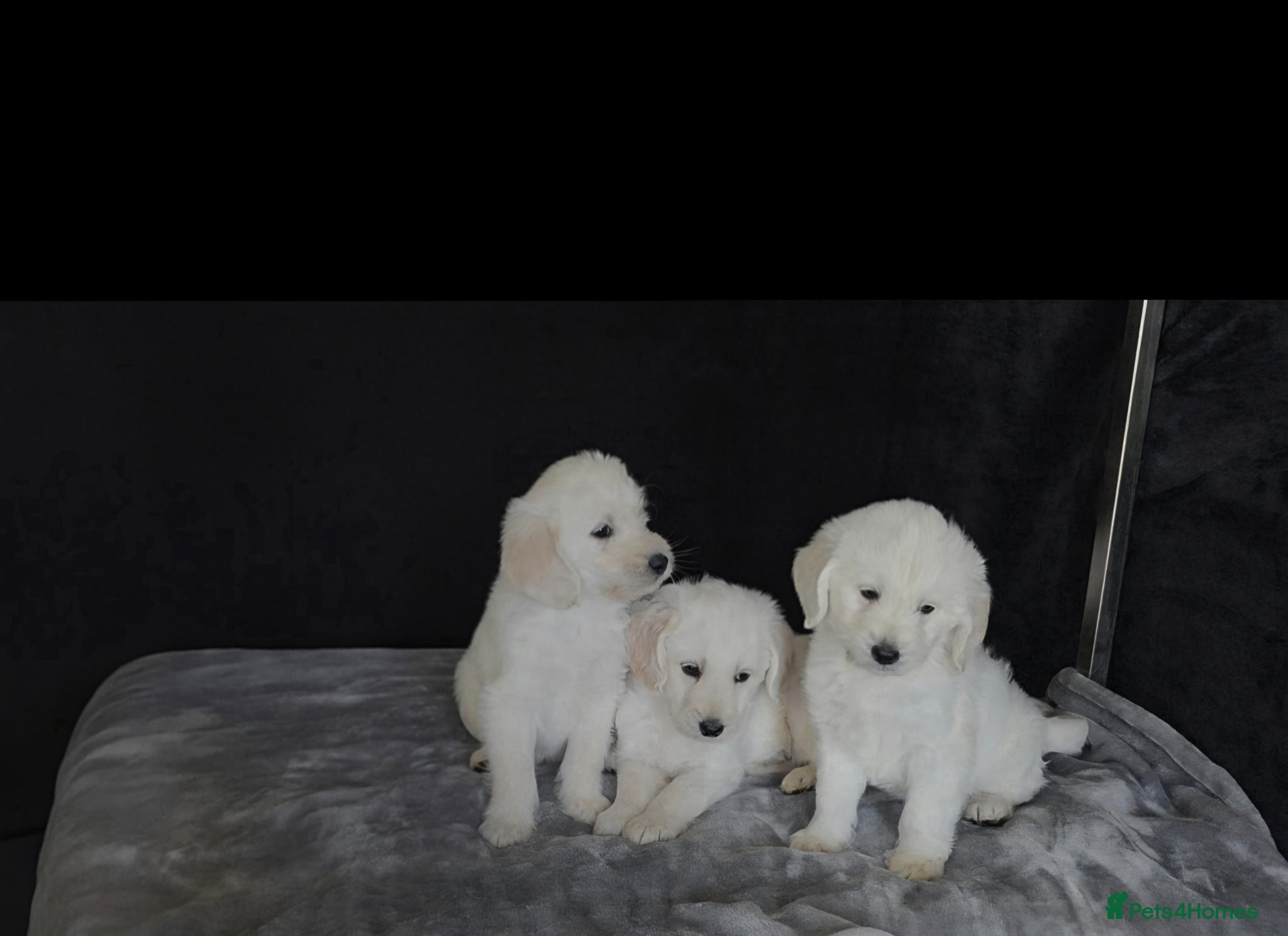 Labradoodle dogs Miniture  labradoodle puppys  - Advert 2