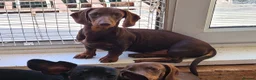 Dachshund dogs for sale: Gorgeous Dachshunds - Advert 3