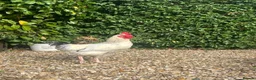 Chickens poultry for sale: White male hybrid  - Advert 4