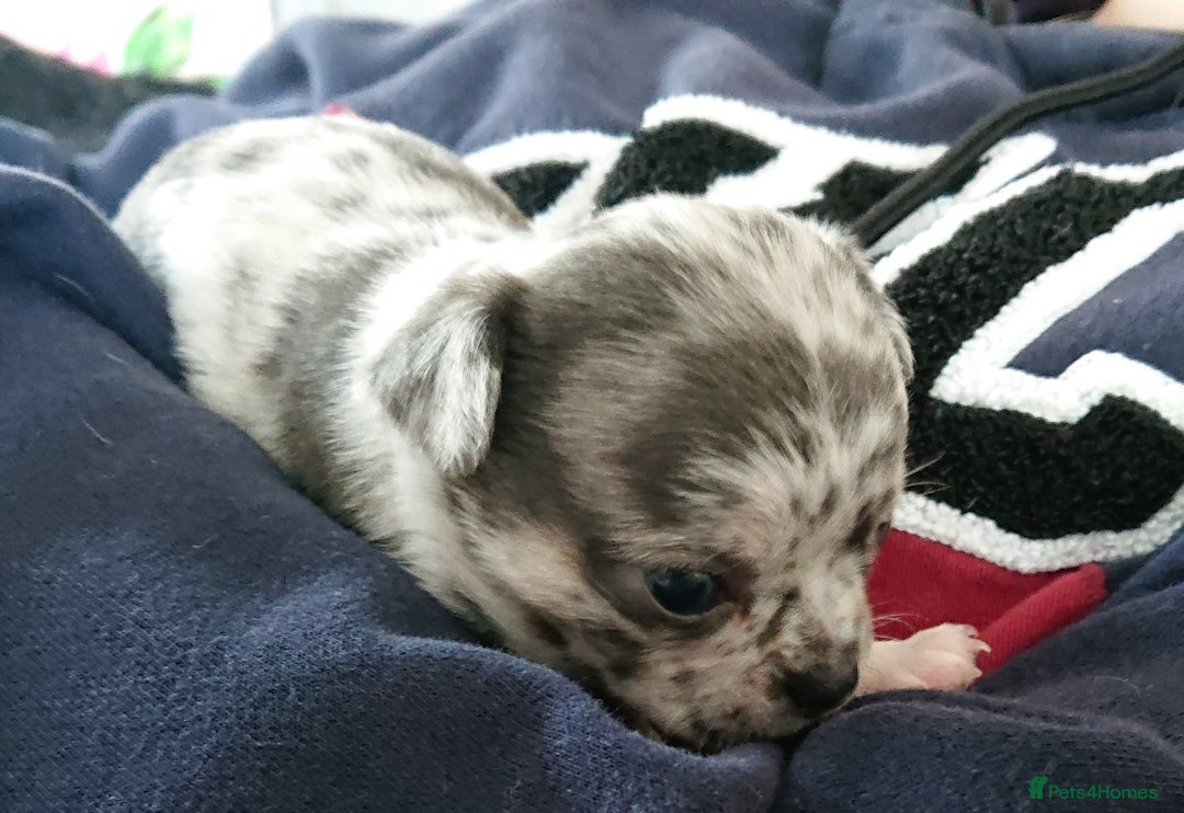 Mixed Breed dogs for sale: Chihuahua with a bit of French Bulldog puppies - Advert 13