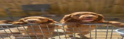 Cocker Spaniel dogs for sale: Health tested working cocker spaniels  - Advert 13