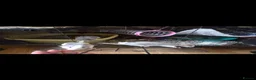 Rat rodents for sale: Dumbo Husky Rats in Sheffield - Advert 14