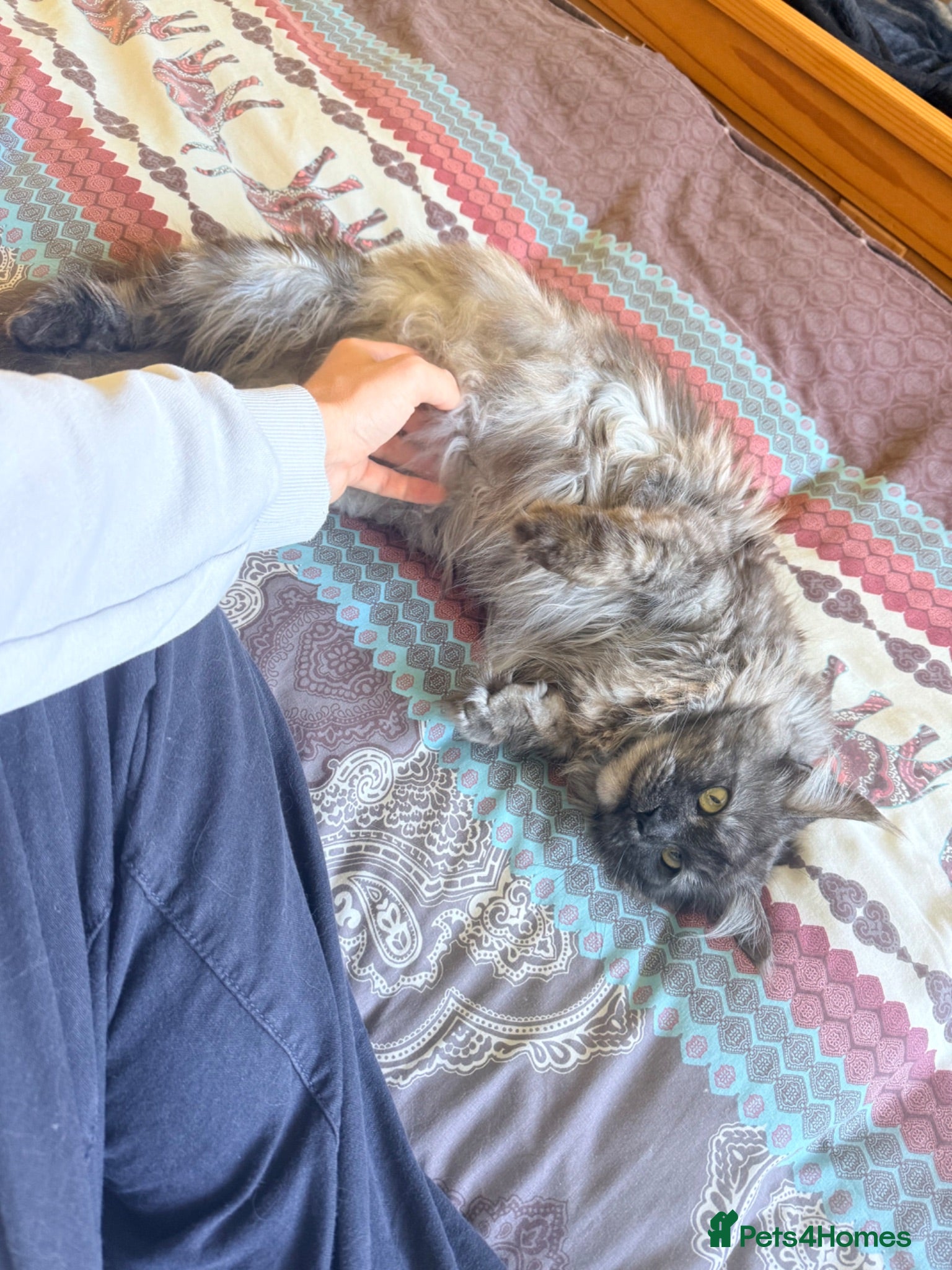 Maine Coon cats Maine Coon - TICA registered kittens 🐱  - Advert 15