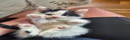 Mixed Breed cats for sale: 4 girls 4 boys 8 week old kittens  - Advert 11
