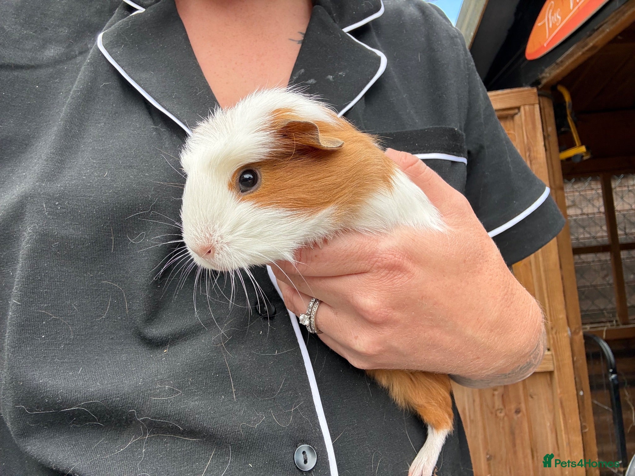 Guinea Pig rodents Guinea pig babies boys - Advert 14