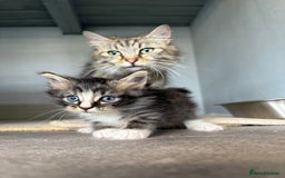Maine Coon cats for sale: Maine Coon Kittens  - Image 5