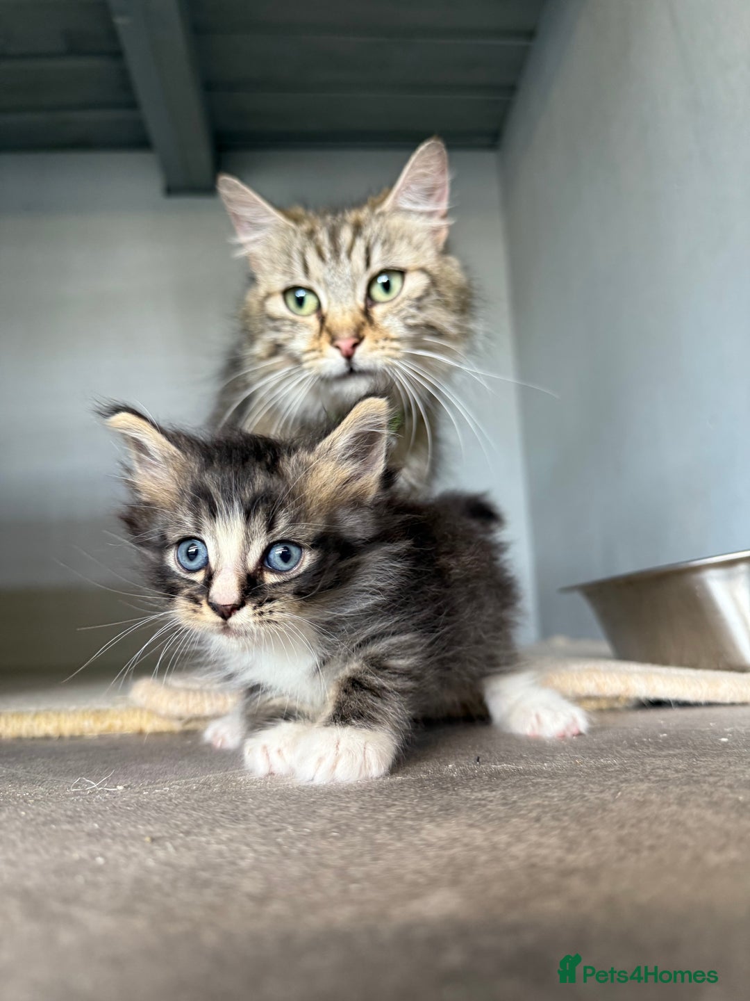 Maine Coon cats for sale: Maine Coon Kittens  - Image 5