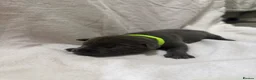 Staffordshire Bull Terrier dogs for sale: KC Registered Staffordshire Bull Terrier Puppies - Advert 24