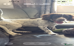 Cocker Spaniel dogs for sale: 7 month old male working cocker spaniel puppy - Image 2