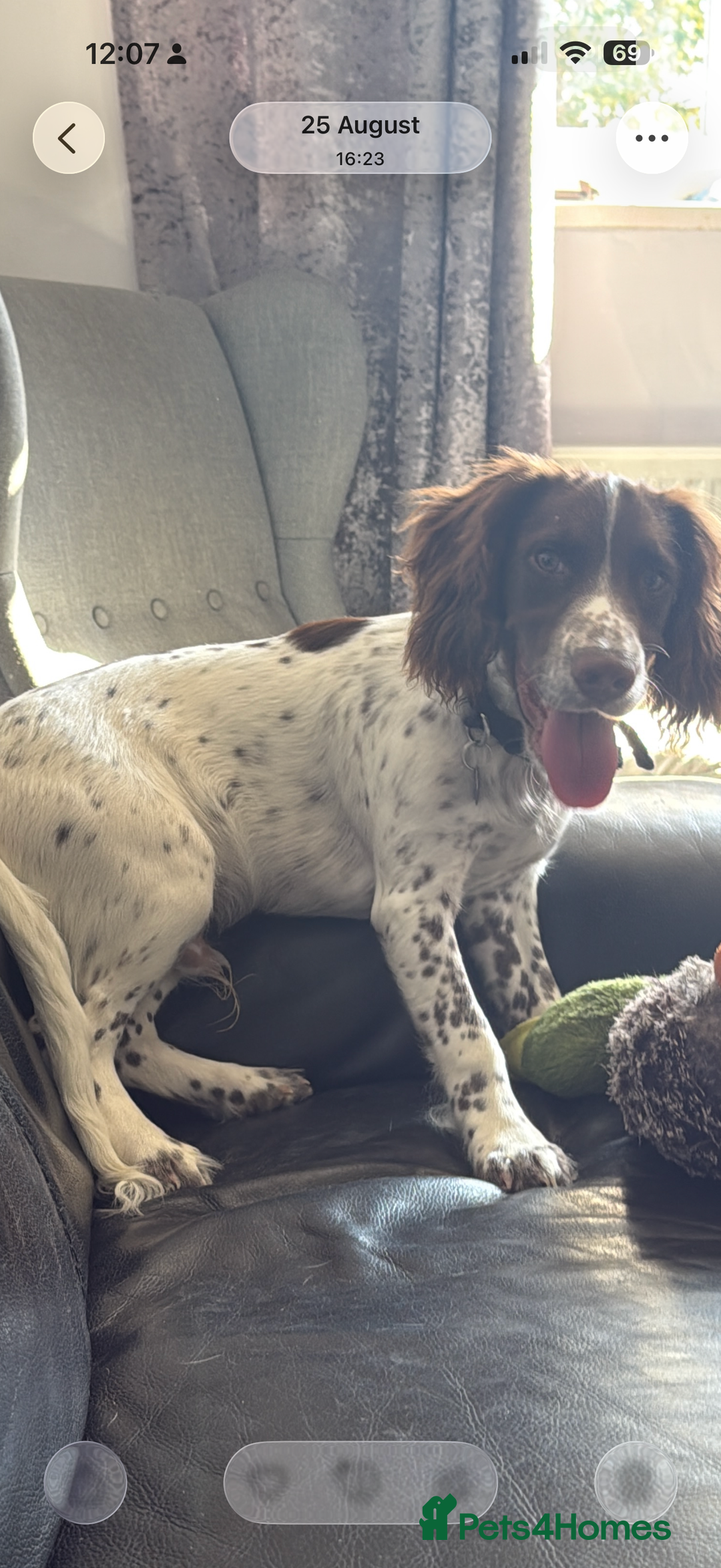Cocker Spaniel dogs for sale: 7 month old male working cocker spaniel puppy - Image 2