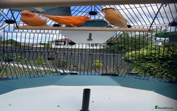 Canaries birds for sale: Canary birds - Image 3
