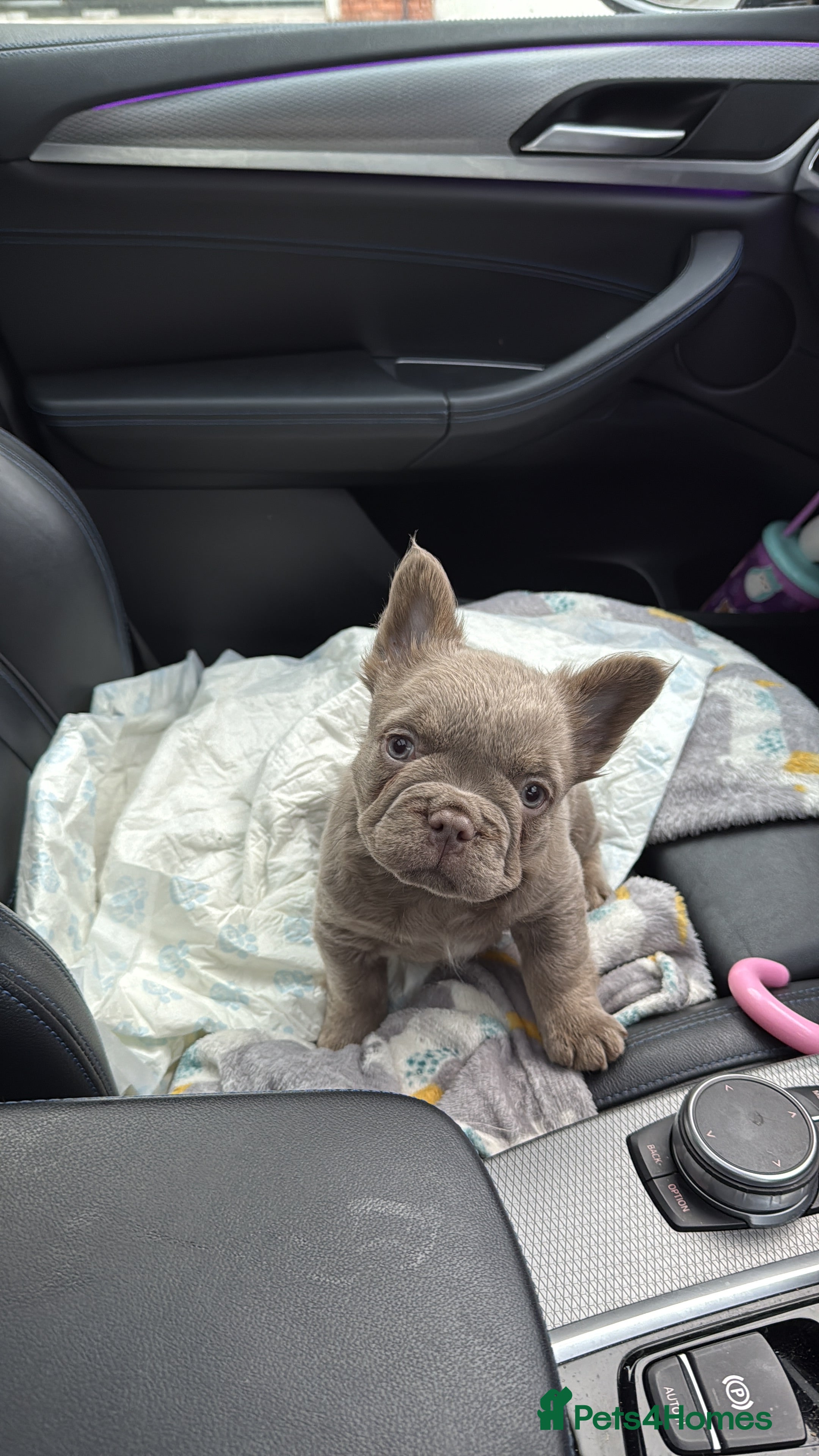 French Bulldog dogs Fluffy french bulldog puppy new shade  - Advert 8
