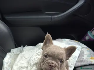 French Bulldog dogs Fluffy french bulldog puppy new shade - Advert 2