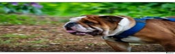 English Bulldog dogs for stud: KC Reg - Deep Red and White -Gold Health Test in Warrington - Advert 2
