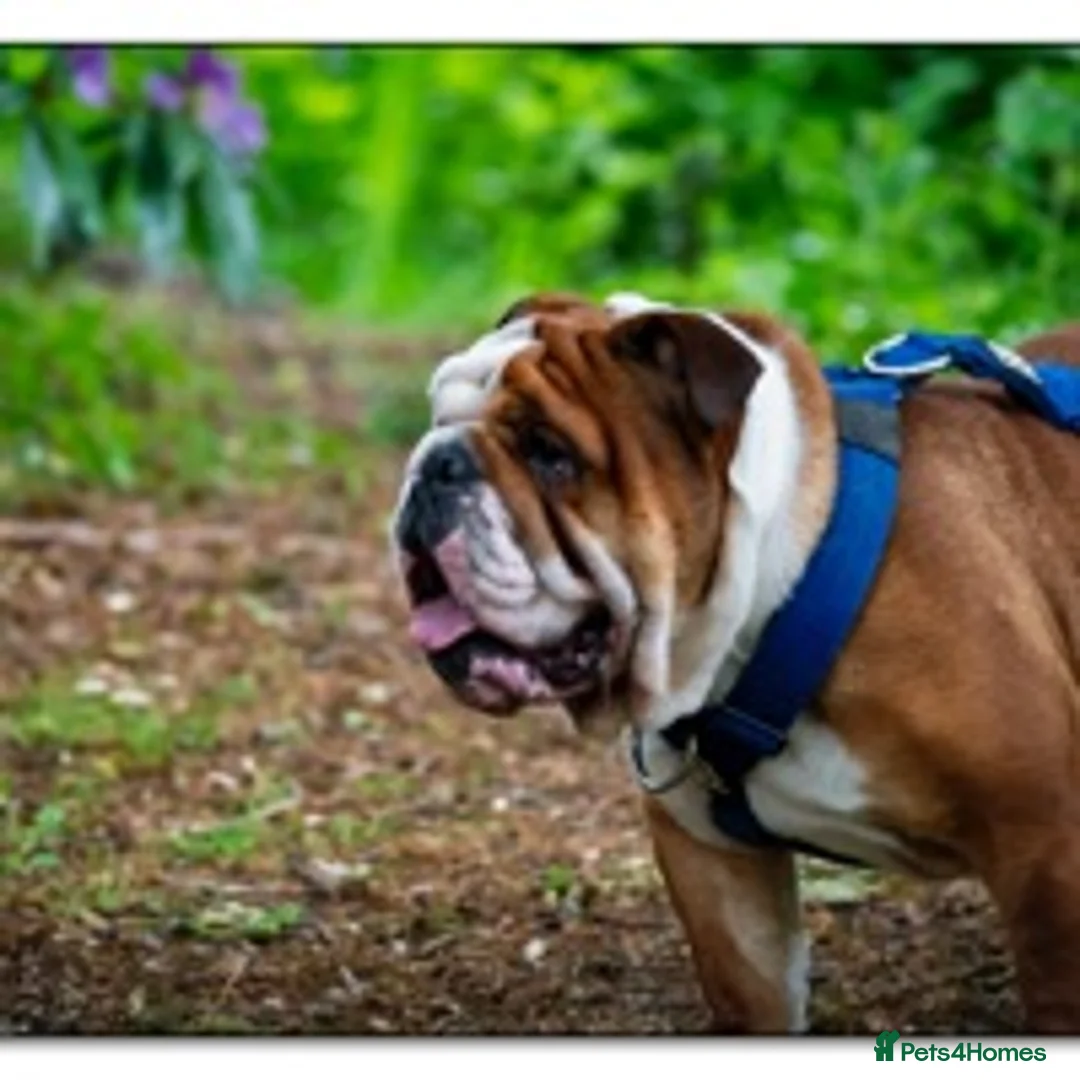 English Bulldog dogs for stud: KC Reg - Deep Red and White -Gold Health Test in Warrington - Advert 2