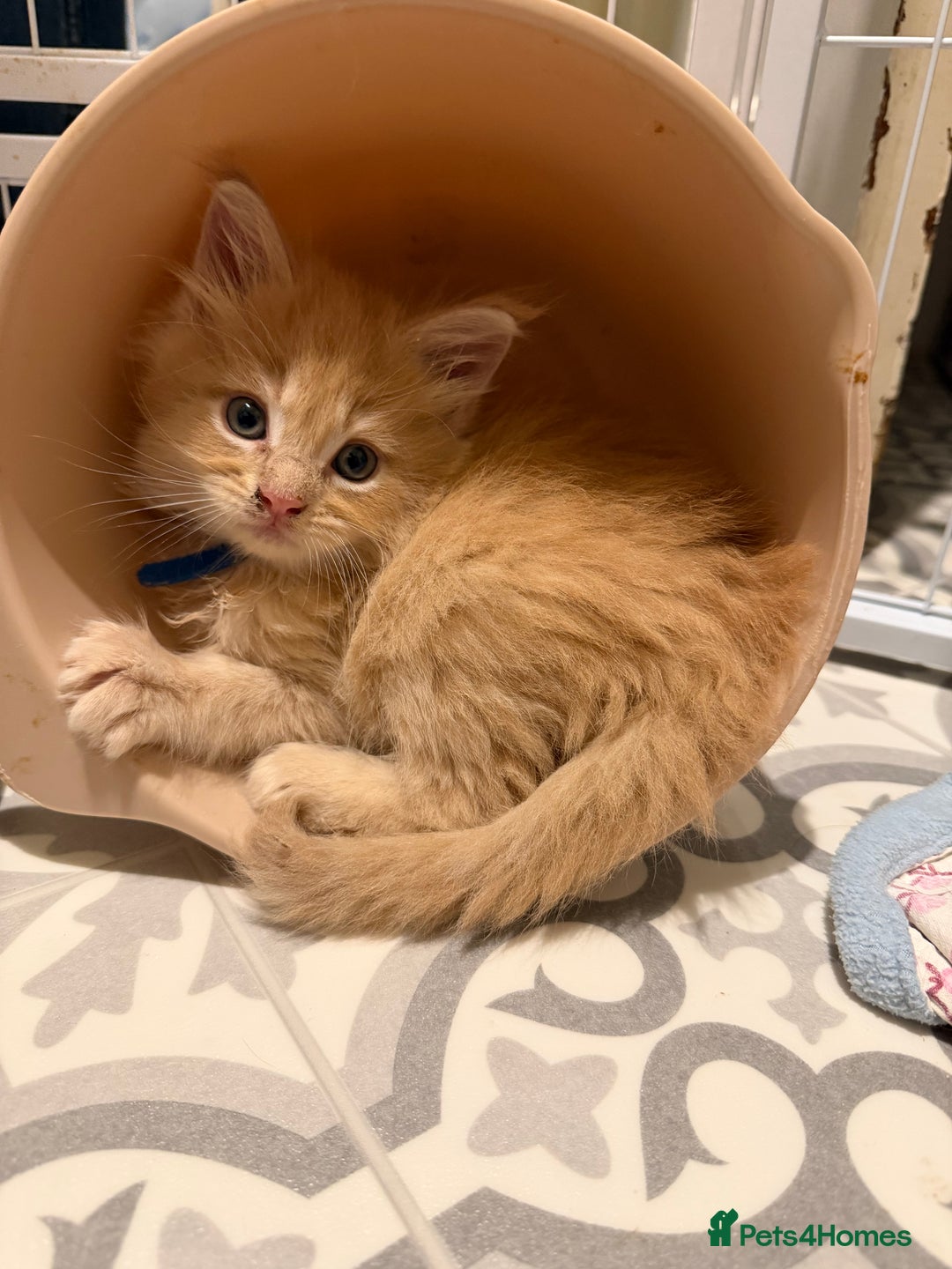 Maine Coon cats for sale: TICA Registered Maine Coon Kittens - Advert 6