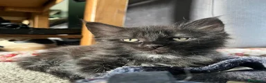 Remus