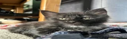Maine Coon cats for sale: Maine Coon Kittens  - Advert 20