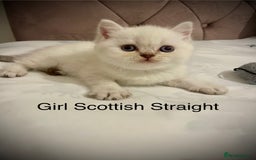 Scottish Fold cats for sale: Selling Adorable Scottish Fold & Straight Kittens - Image 4