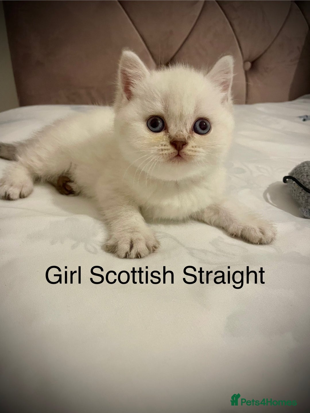 Scottish Fold cats for sale: Selling Adorable Scottish Fold & Straight Kittens - Image 4