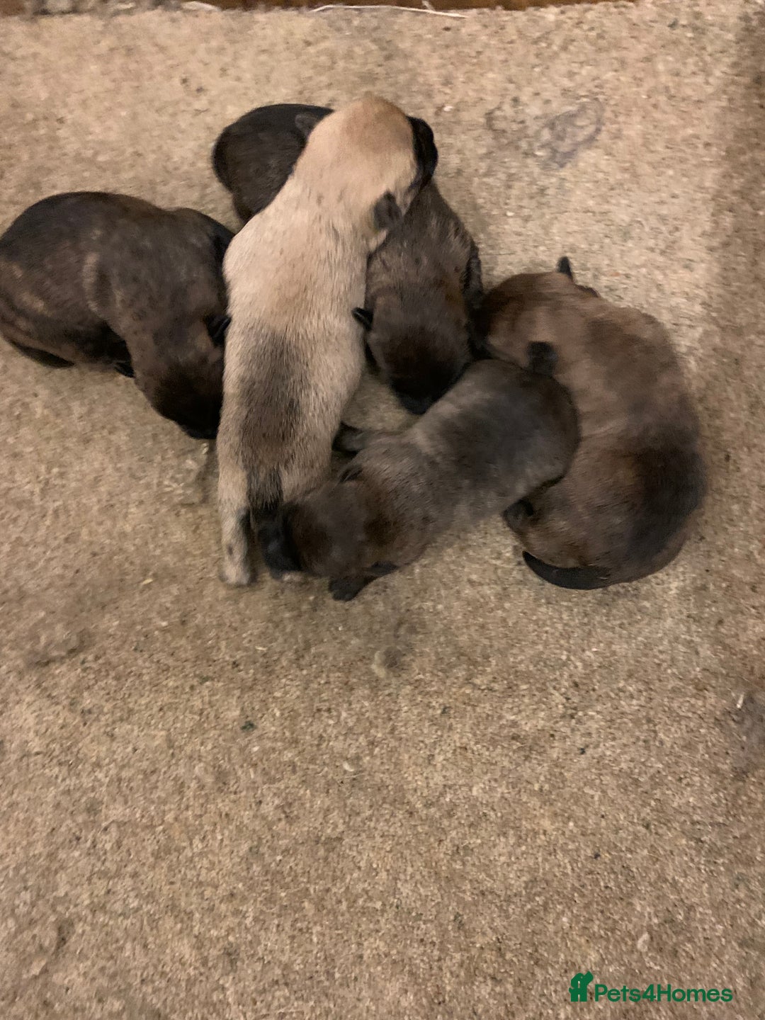 Cairn Terrier dogs for sale: Pure Bred Cairn Terrier puppies  - Advert 4