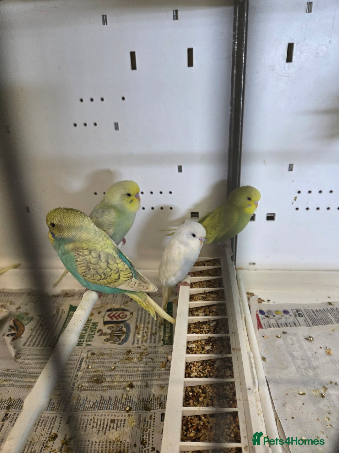 Budgerigars birds for sale: Budgies  - Advert 3