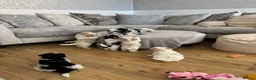 Maltipoo dogs for sale: Beautiful Maltipoo Puppies  - Advert 1
