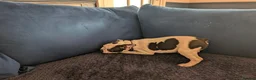 Boston Terrier dogs for sale: Boston Terrier Puppies  - Advert 4