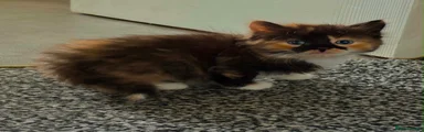 Mixed Breed Kitten 1
