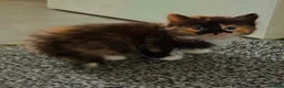 Mixed Breed cats for sale: 1/4 BSH kittens  in Bradford - Advert 3