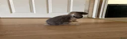French Lop rabbits for sale: Opal butterfly French lop  - Advert 2