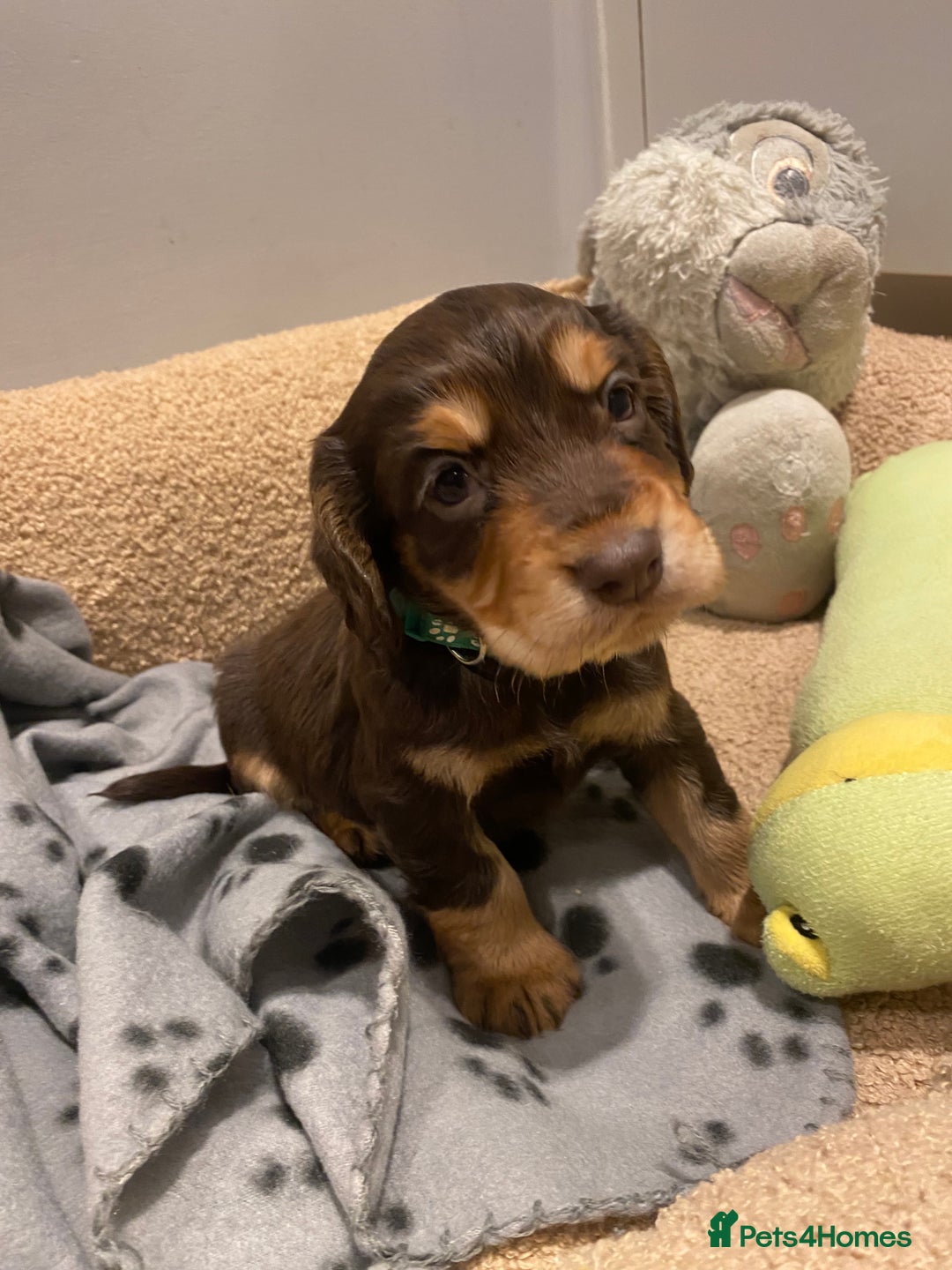 Cocker Spaniel dogs for sale: 2X cocker spaniel pups left  - Advert 5
