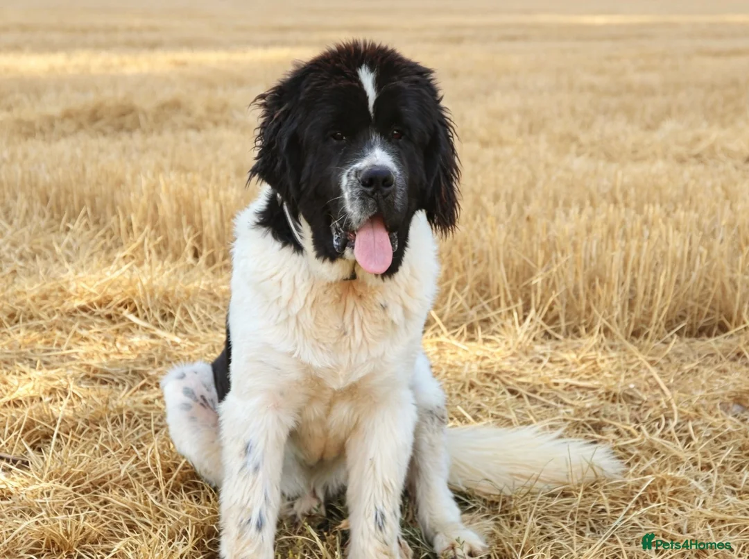 Newfoundland dogs for sale: Spanish import kc registered Newfoundland boy  - Advert 6