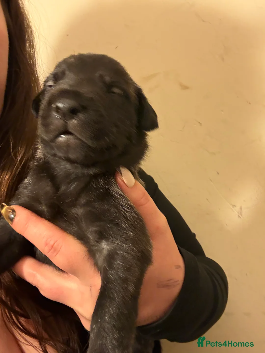 Mixed Breed dogs for sale: Bull lurcher cross puppies - Advert 6