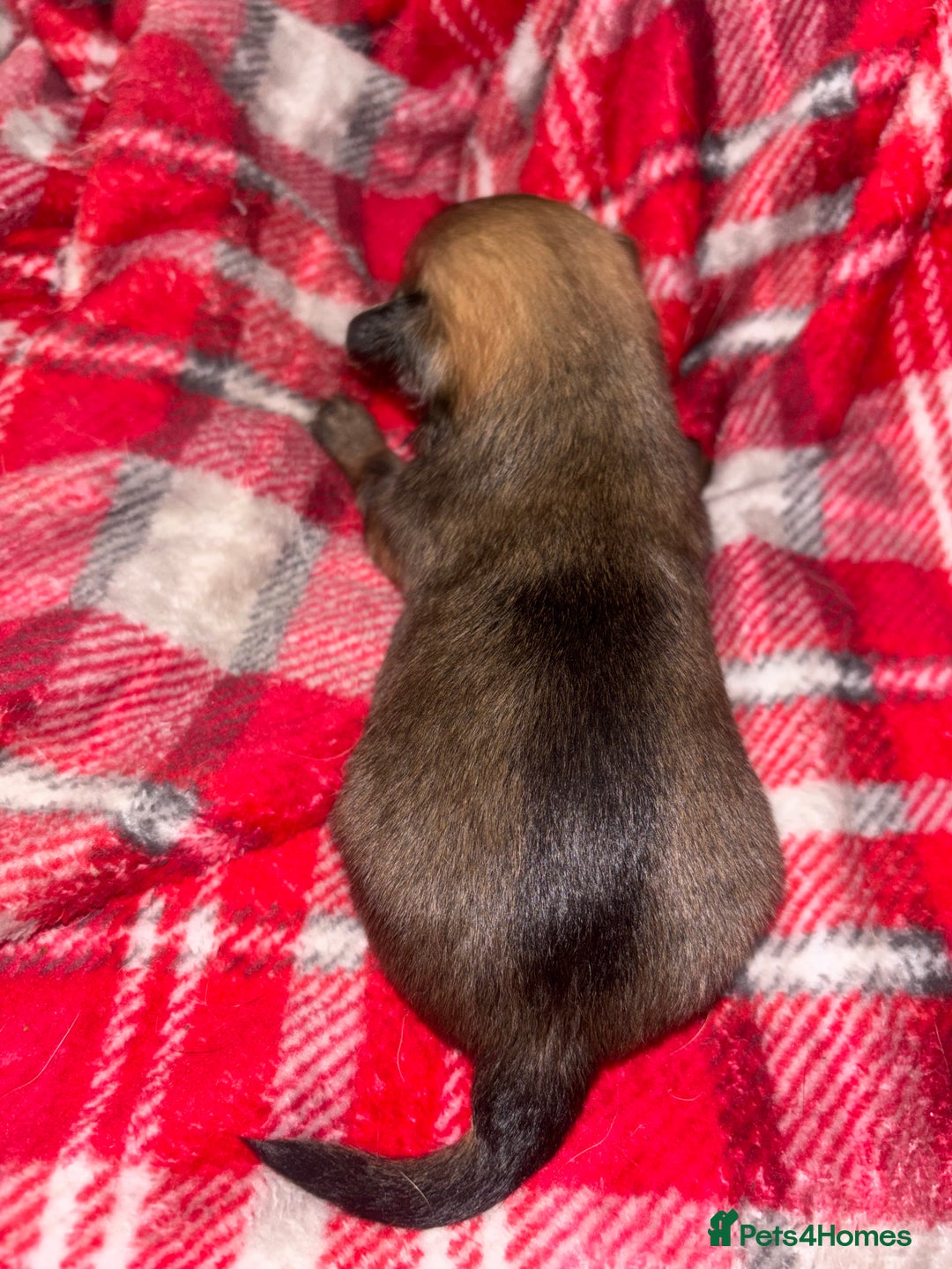 Chihuahua dogs for sale: Merle Chihuahuas 🩵 🩷 3 boys 2 girls available  - Advert 14