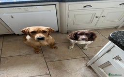 Springador dogs for sale: Springador Puppies for Sale  - Image 5