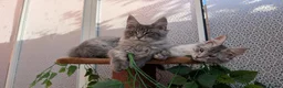 Maine Coon cats for sale: Stunning Maine coon kittens - Advert 6
