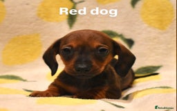 Miniature Dachshund dogs for sale: Beautiful Miniature Dachshund Pups - Image 6