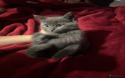Ragdoll cats for sale: 2 adorable 1/4 ragdoll kittens available  - Image 12
