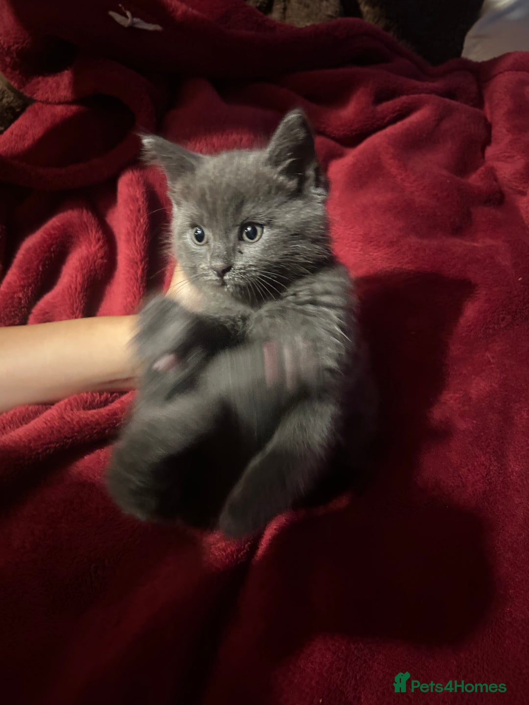 Ragdoll cats for sale: 2 adorable 1/4 ragdoll kittens available  - Image 12