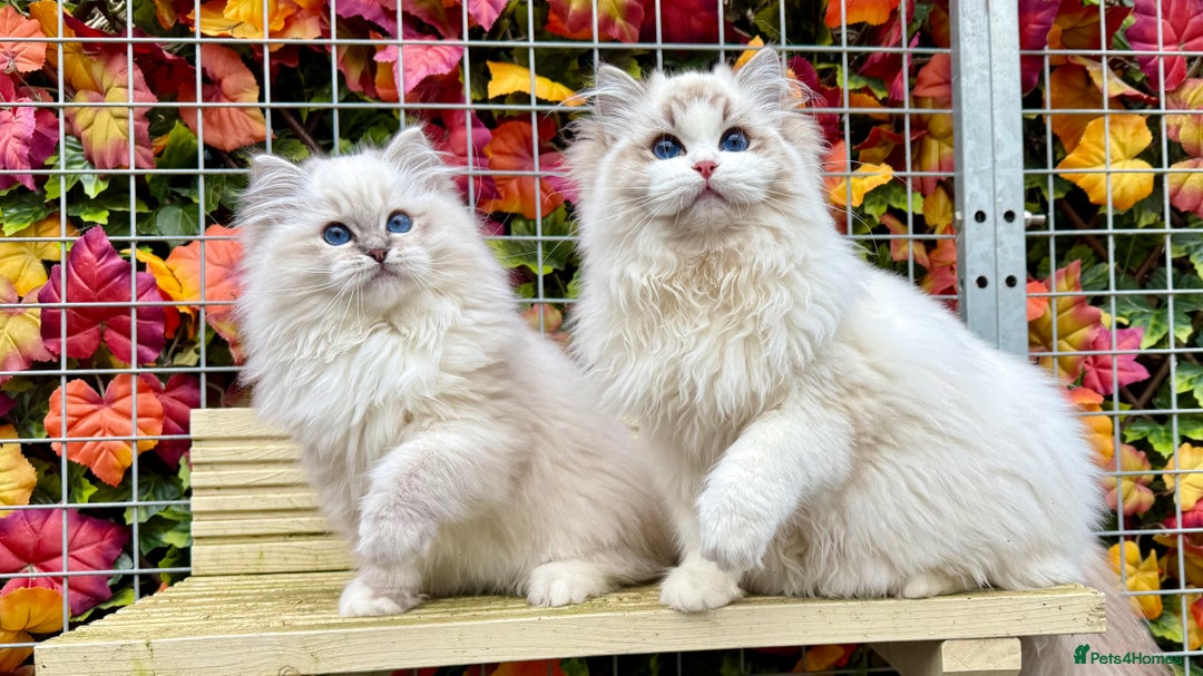 Ragdoll cats for sale: TICA REGISTERED  in Colchester - Image 4