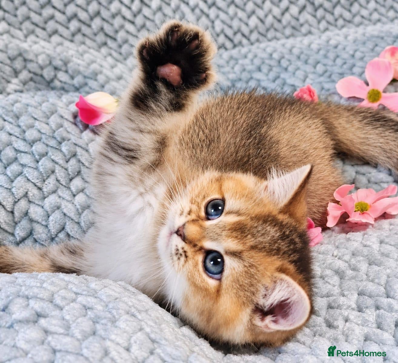 British Shorthair cats for sale: 💖TICA GOLDEN / GOLDEN POINT BSH & BLH KITTENS💖 - Advert 1