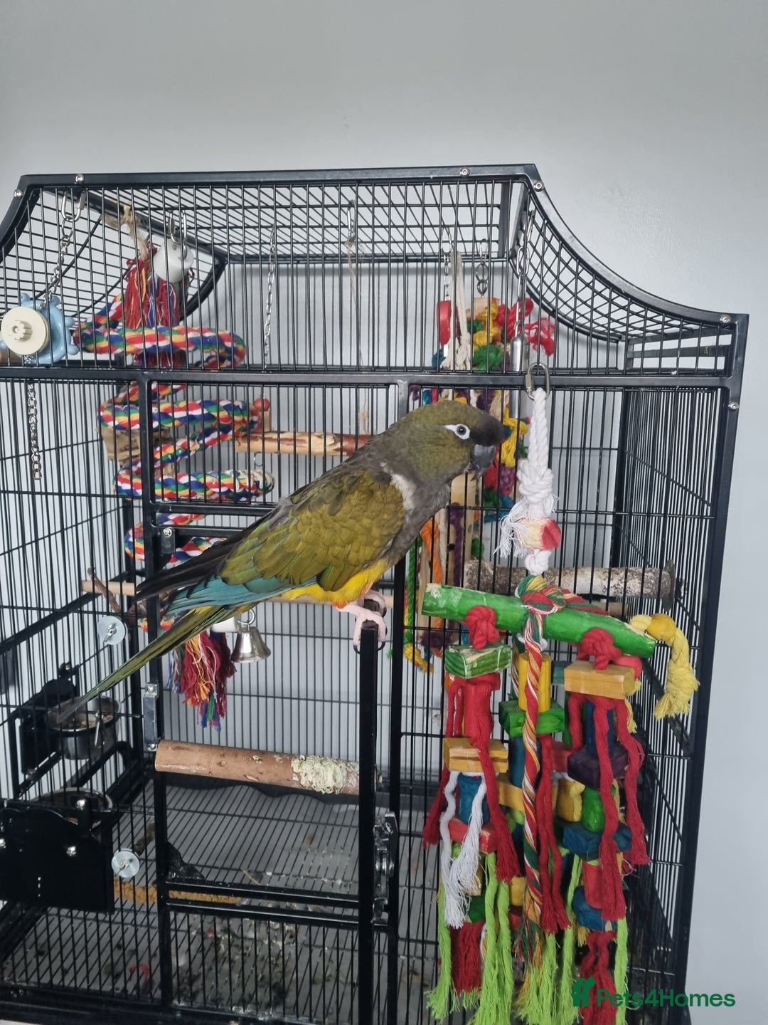 Conures birds for sale: Conure parrot - Advert 1