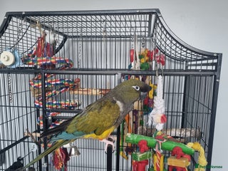 Conures birds Conure parrot - Advert 2