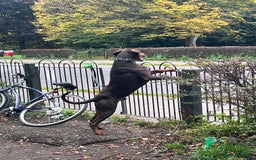 Dobermann dogs for sale: Jupiter - Advert 5