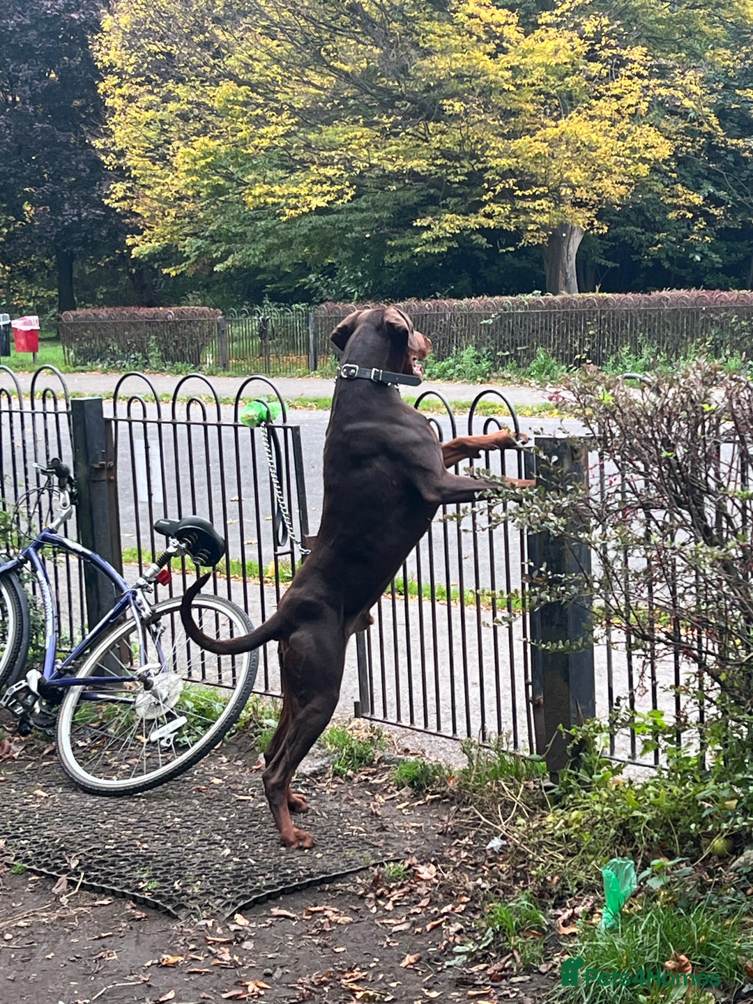 Dobermann dogs for sale: Jupiter - Advert 5