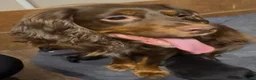 Mixed Breed dogs for sale: 2 male puppies for sale !!!!!! in Stockton-on-Tees - Advert 1