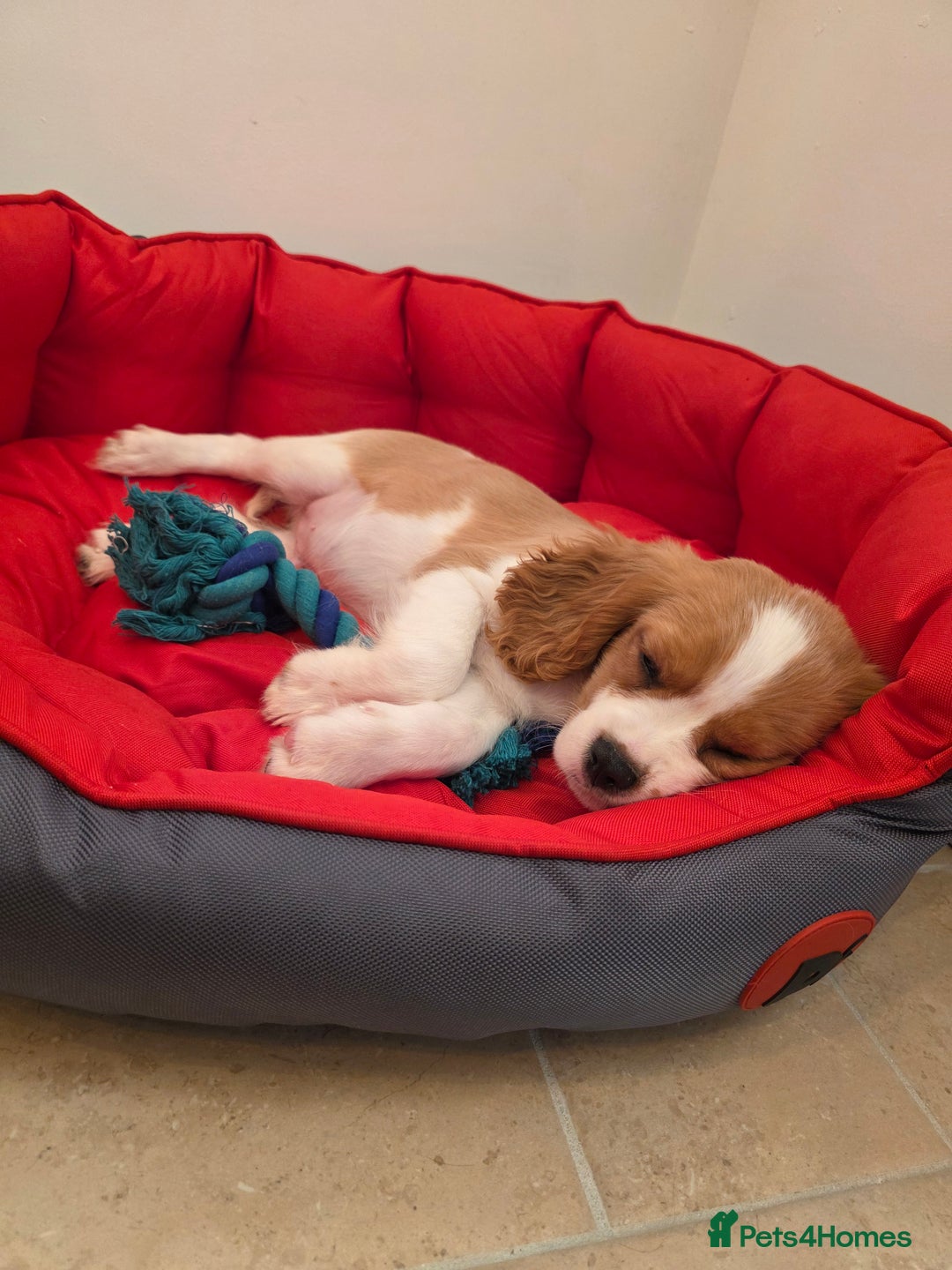 Cavalier King Charles Spaniel dogs for sale: Beautiful Cavalier King Charles Puppies - Image 5