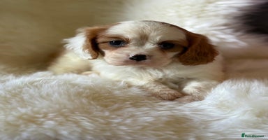 Cavalier King Charles Spaniel dogs - Advert 2