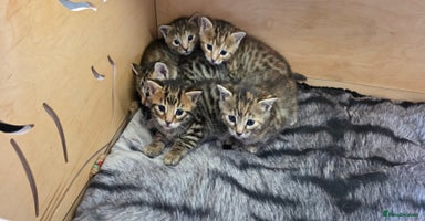 Bengal cats - Advert 4